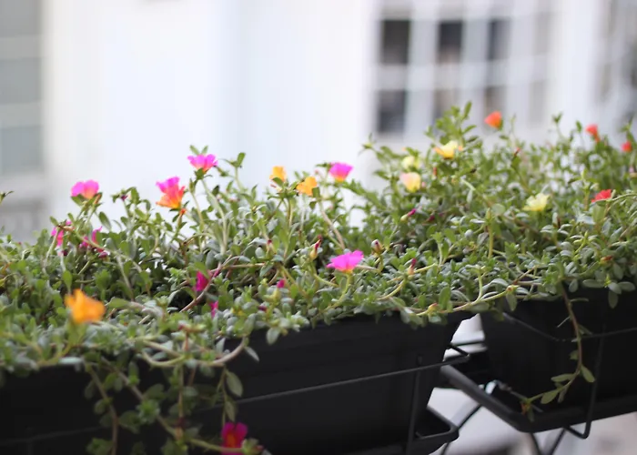 B ザ ゲスト ダウンタウン 3*